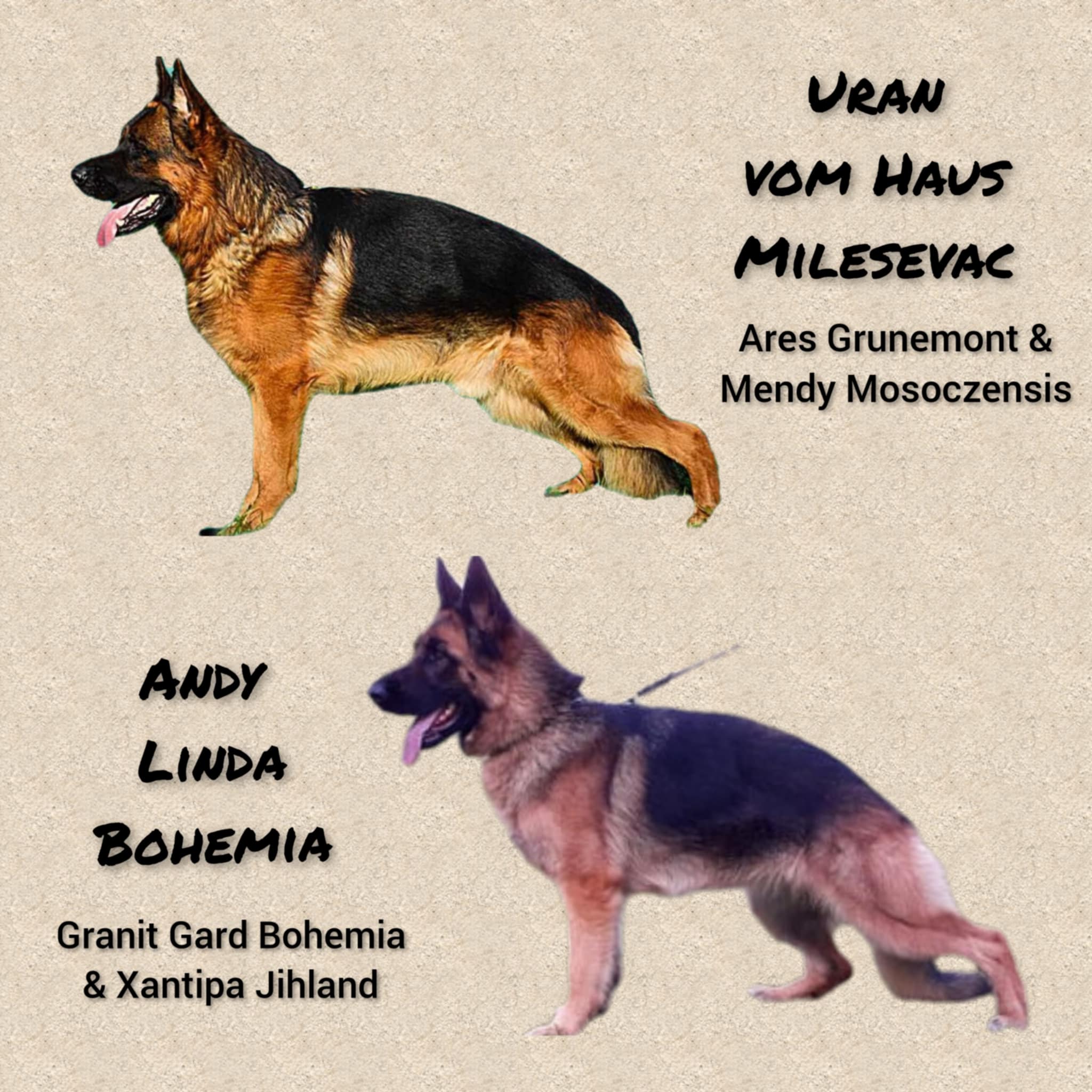 ce265456-d462-4f5e-a50b-c3fc2ef7cb3c